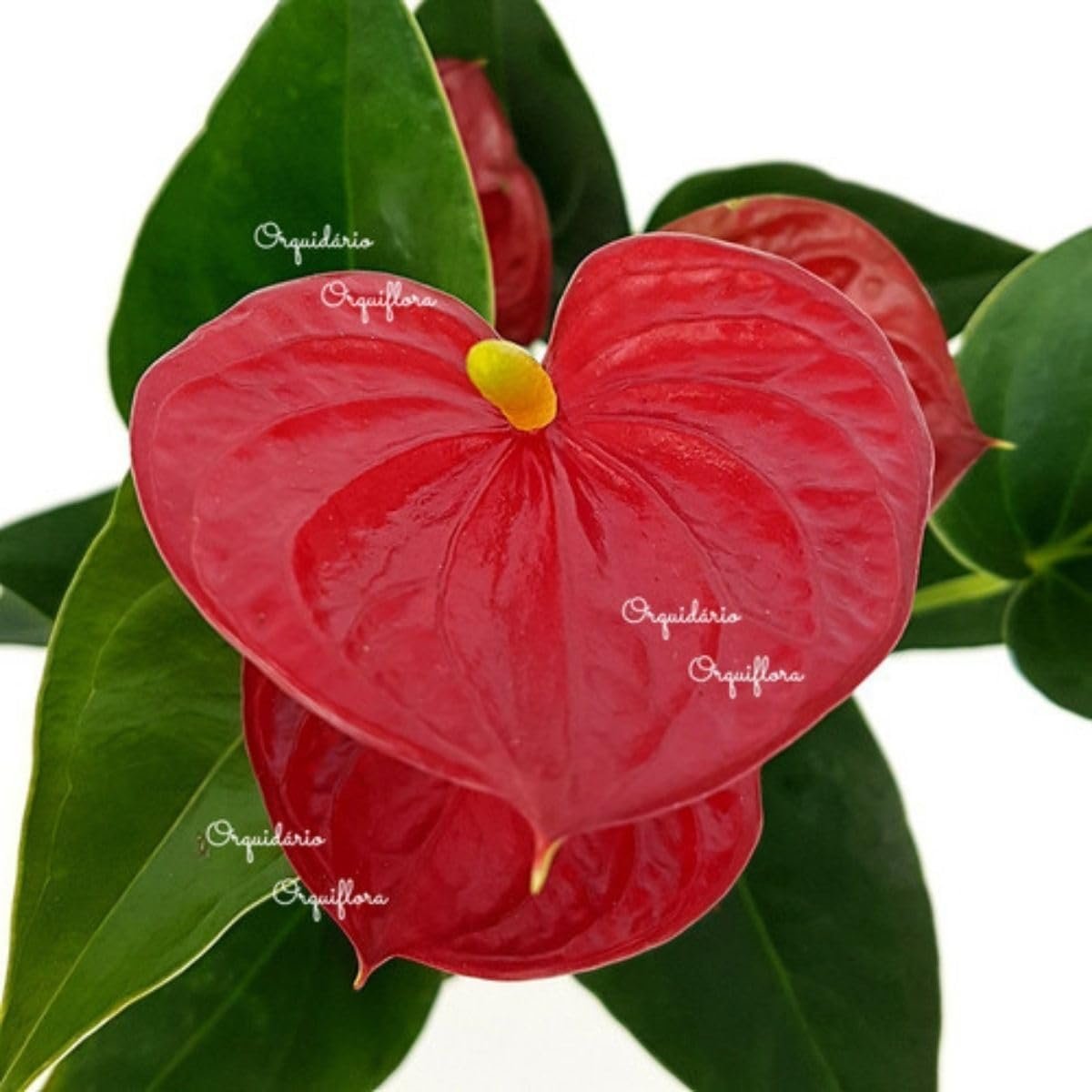 Mini Antúrio Vermelho Planta Natural Adulta Com Vaso 2 Mini Antúrio Vermelho Planta Natural Adulta Com Vaso - Imagem 2