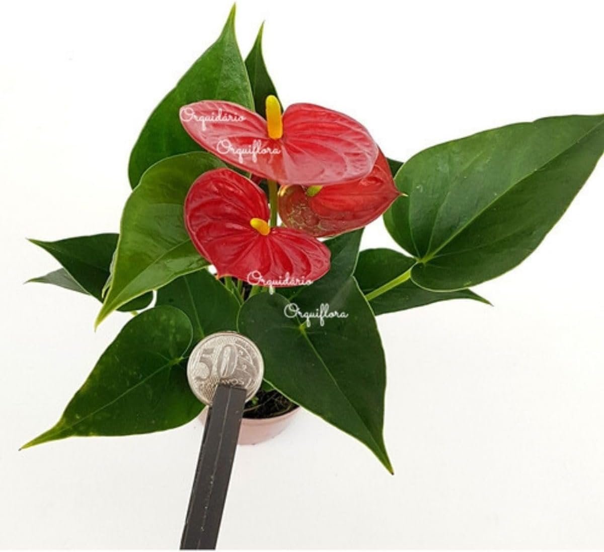 Mini Antúrio Vermelho Planta Natural Adulta Com Vaso 3 Mini Antúrio Vermelho Planta Natural Adulta Com Vaso - Imagem 3