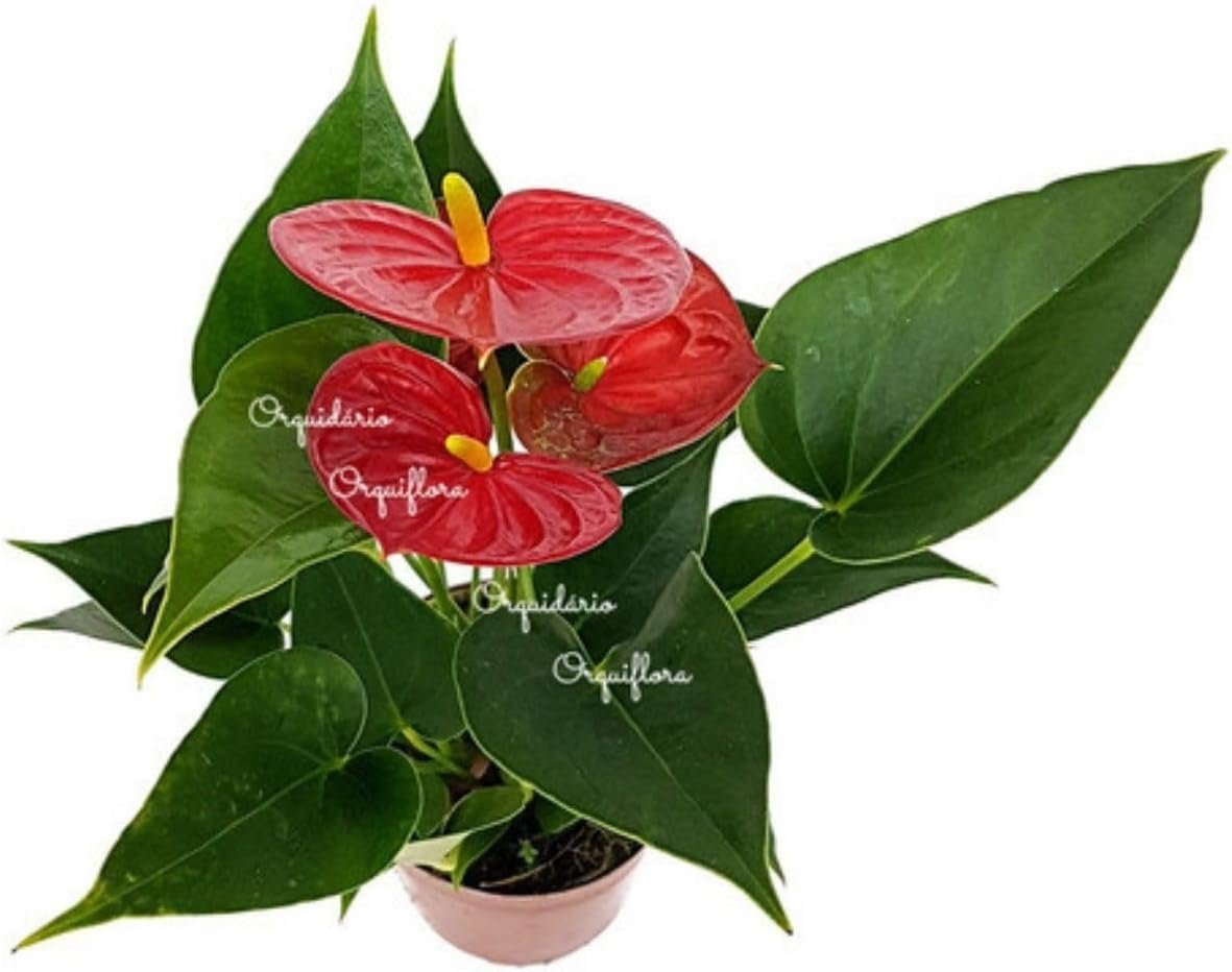 Mini Antúrio Vermelho Planta Natural Adulta Com Vaso 4 Mini Antúrio Vermelho Planta Natural Adulta Com Vaso - Imagem 4