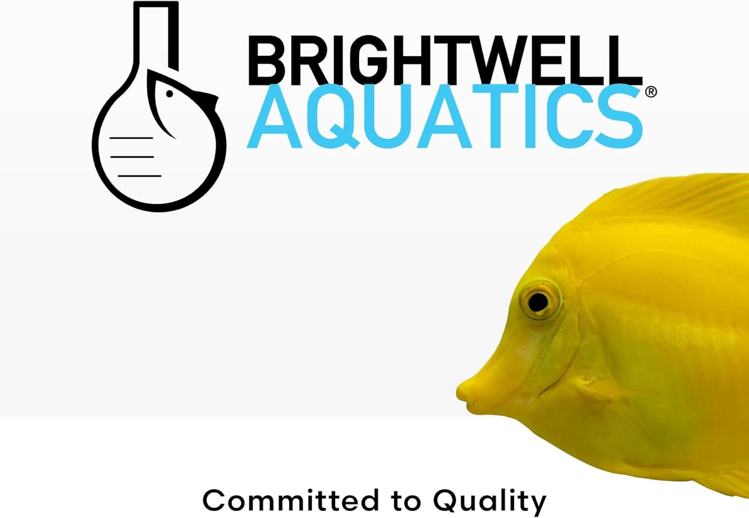 Brightwell Aquatics Purit – Meio de filtragem química para aquários marinhos e de água doce, 500 ml 5 Brightwell Aquatics Purit – Meio de filtragem química para aquários marinhos e de água doce, 500 ml - Imagem 5
