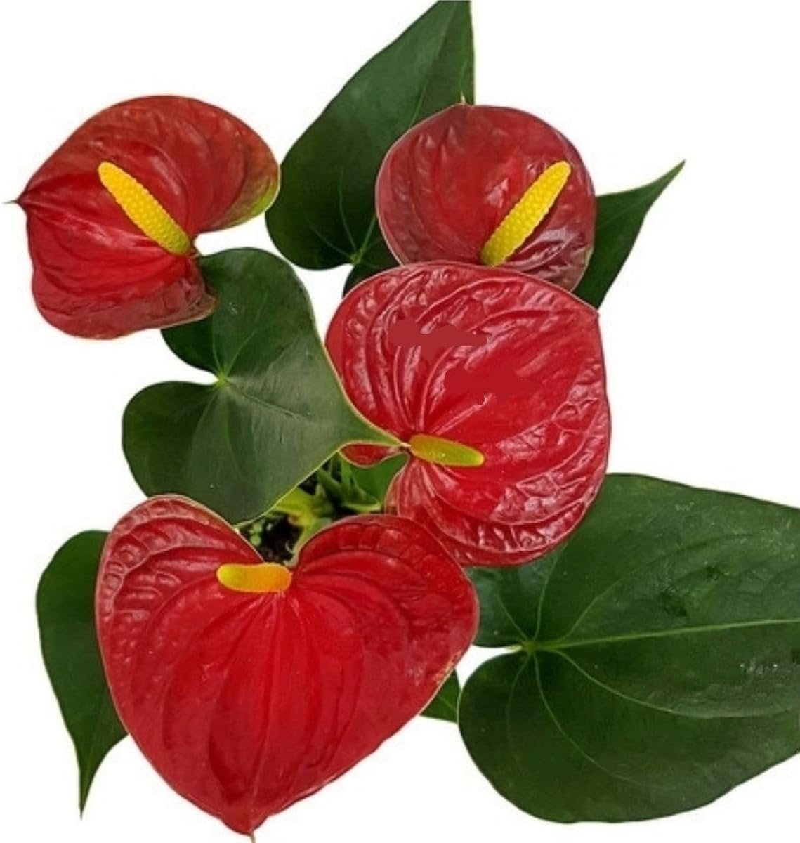 Mini Antúrio Vermelho Planta Natural Adulta Com Vaso 1 Mini Antúrio Vermelho Planta Natural Adulta Com Vaso