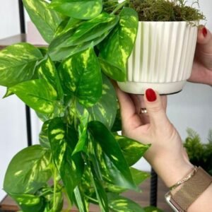 Pendente Artificial Jiboia Verde/Creme 100cm com Vaso Offwhite